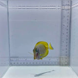 Hybrid Powder Blue Tang Fish