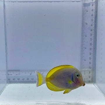 Hybrid Powder Blue Tang Fish