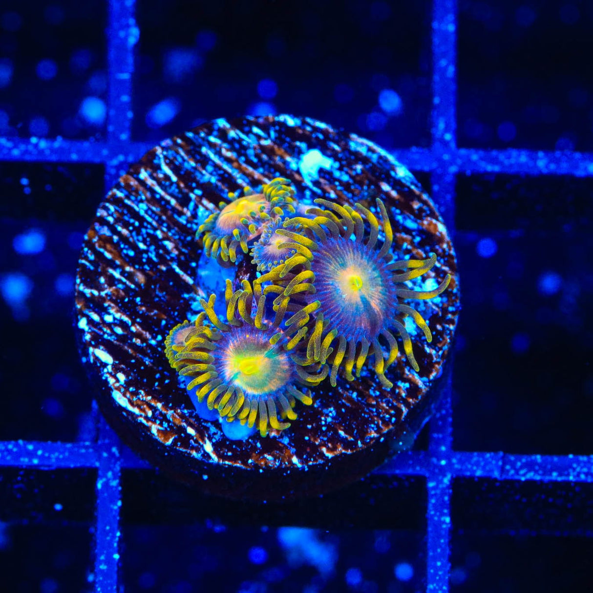 Hydra Lady Dragon Zoanthids Coral