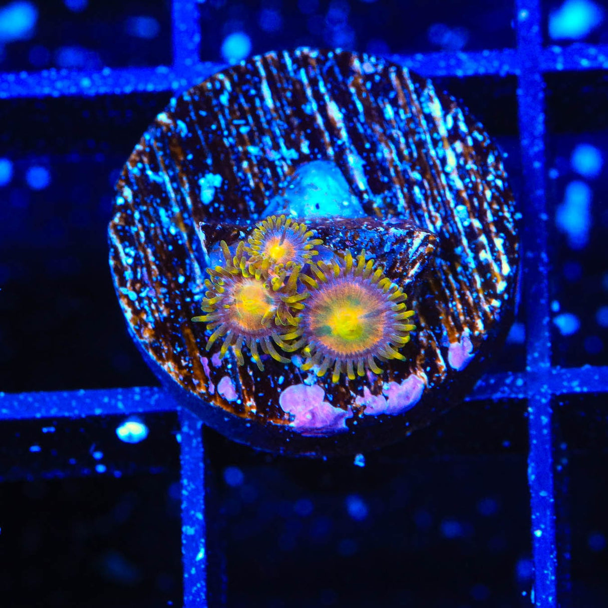 Hydra Lady Dragon Zoanthids Coral