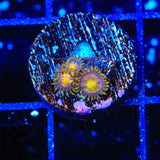 Hydra Lady Dragon Zoanthids Coral