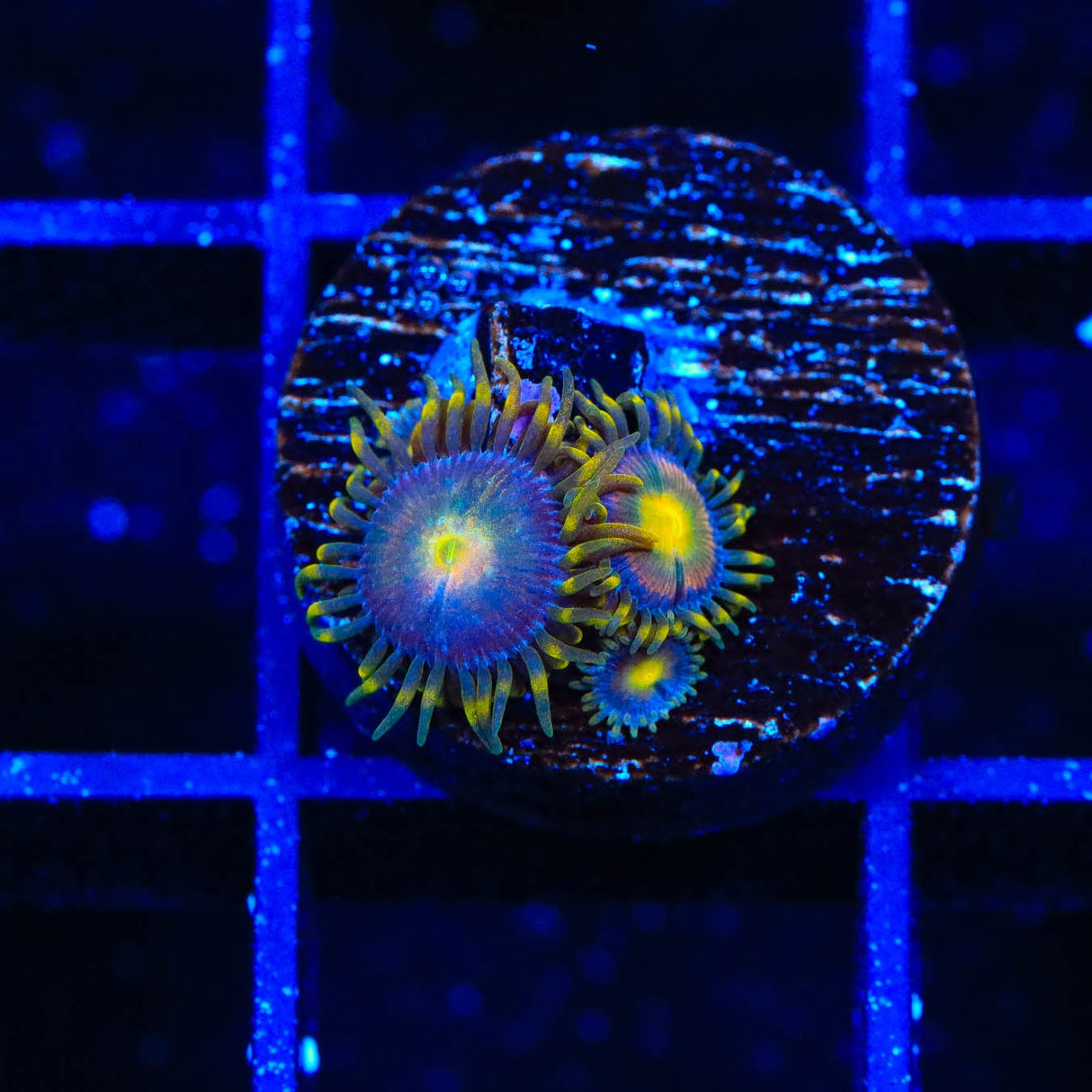 Hydra Lady Dragon Zoanthids Coral