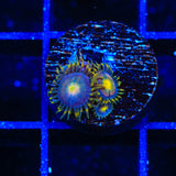 Hydra Lady Dragon Zoanthids Coral