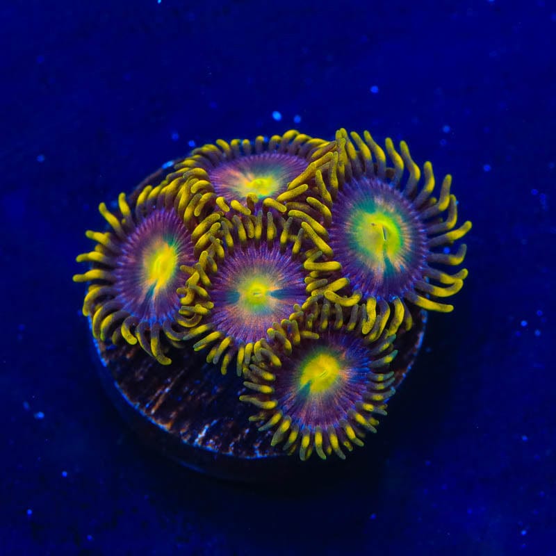 Hydra Lady Dragon Zoanthids Coral