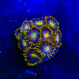 Hydra Lady Dragon Zoanthids Coral
