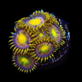 Hydra Lady Dragons Zoanthids Coral