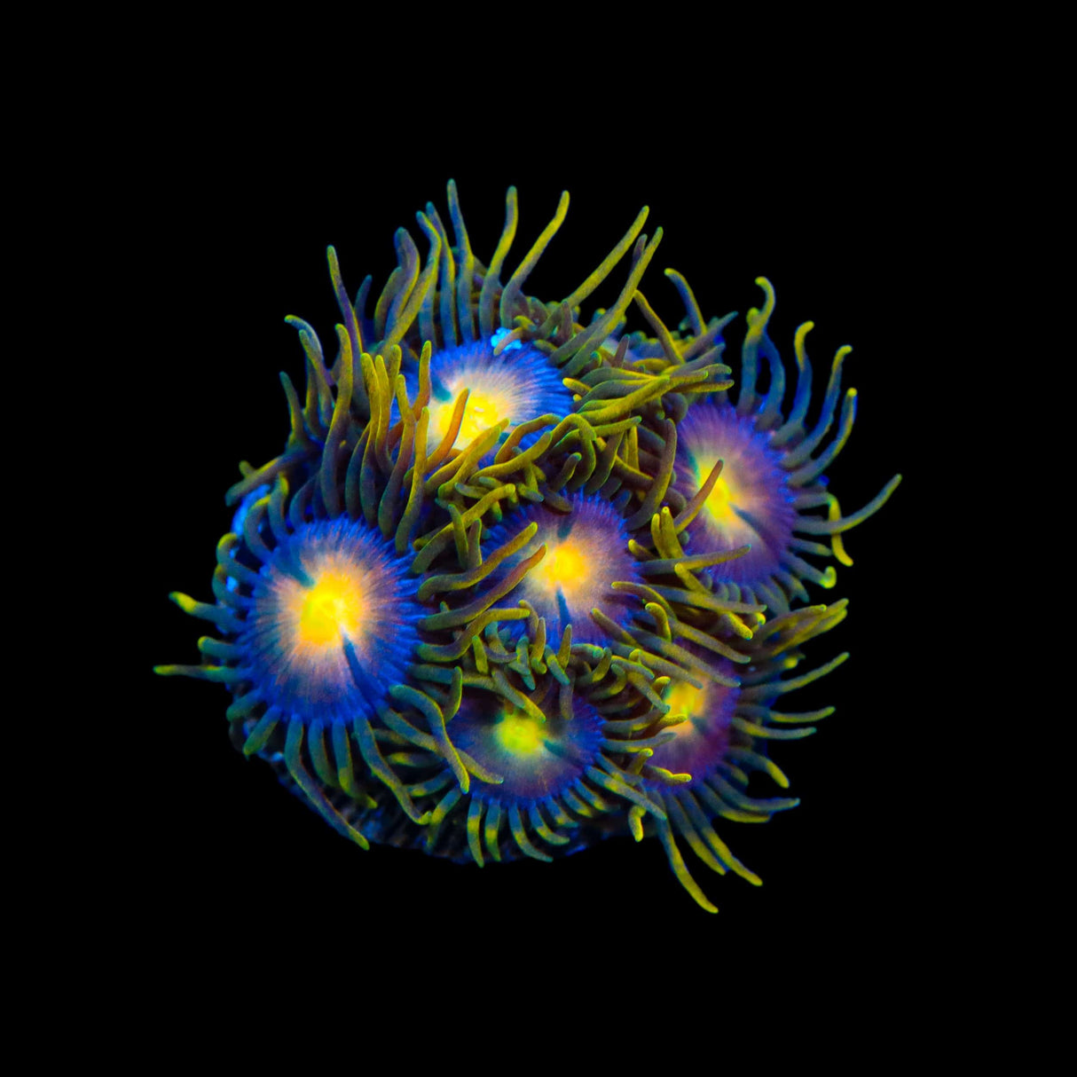 Hydra Lady Dragons Zoanthids Coral