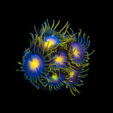 Hydra Lady Dragons Zoanthids Coral