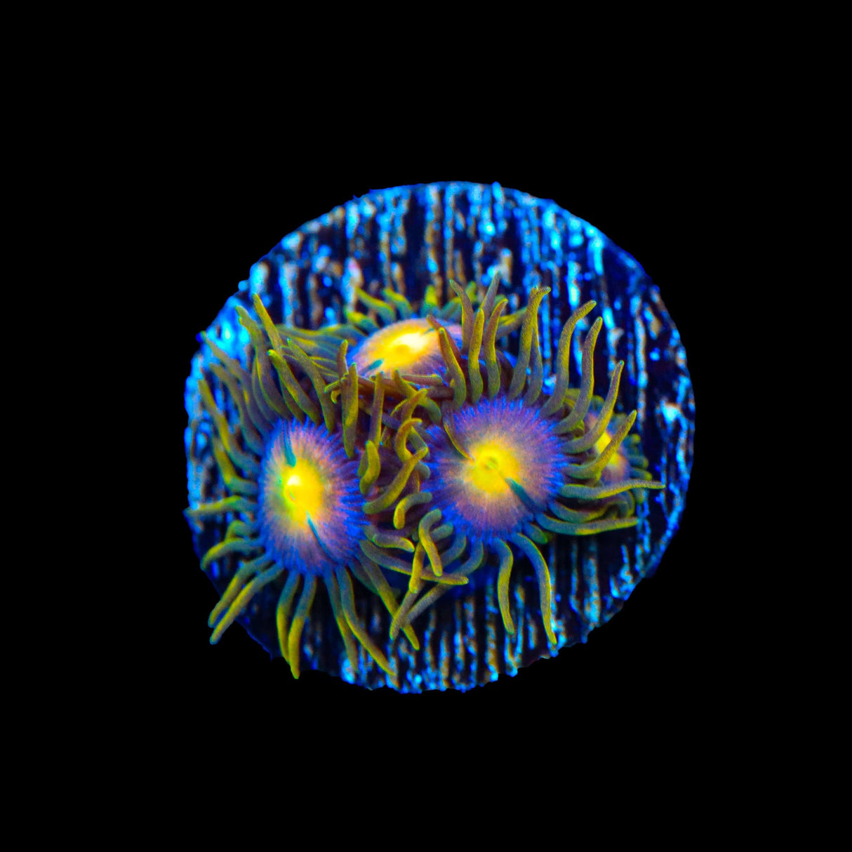 Hydra Lady Dragons Zoanthids Coral