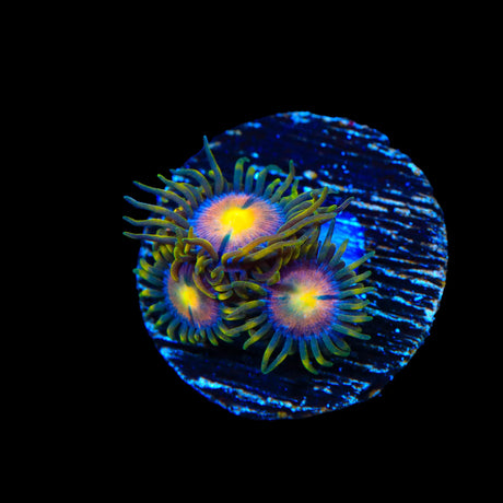 Hydra Lady Dragons Zoanthids Coral
