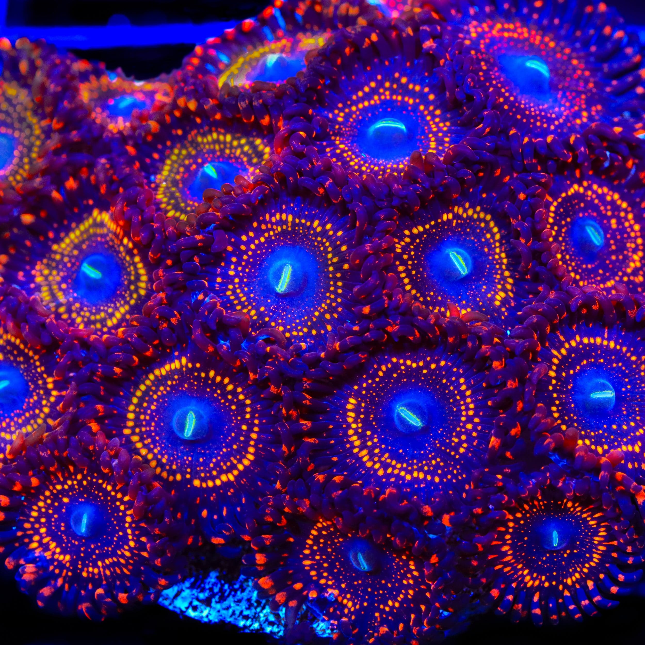 Illuminati Zoanthids Coral