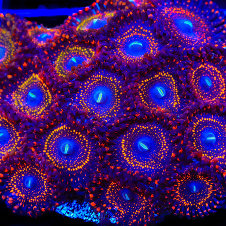 Illuminati Zoanthids Coral