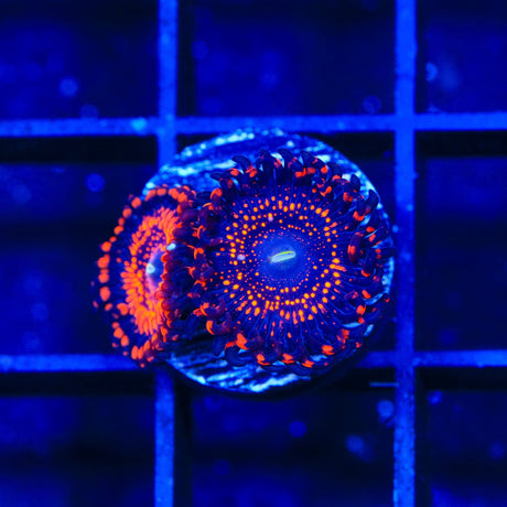 Illuminati Zoanthids Coral