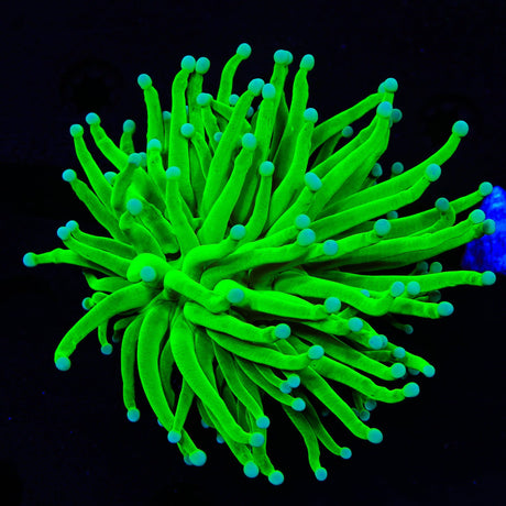 Incredible Hulk Torch Coral