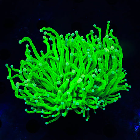 Incredible Hulk Torch Coral - Two Heads