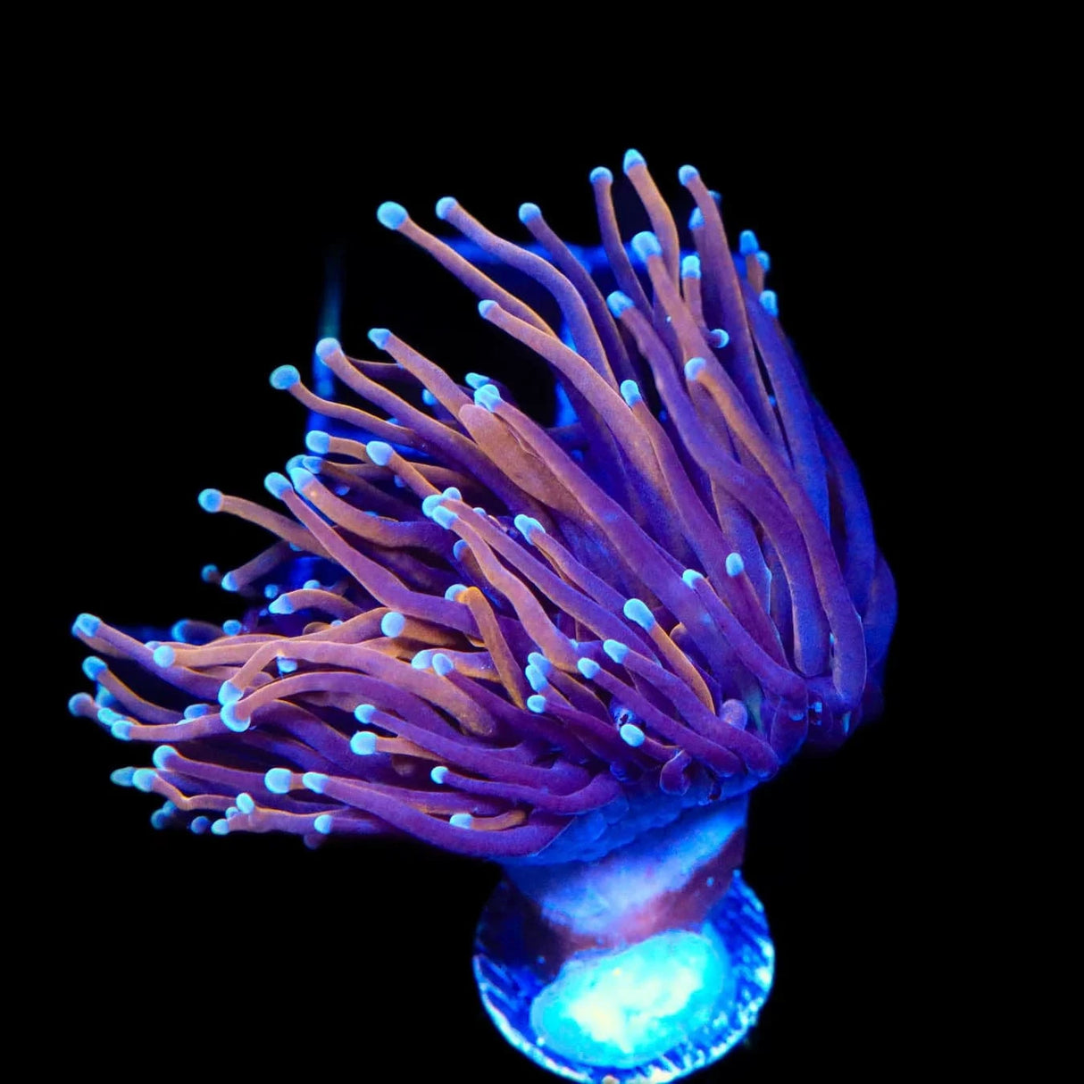 Indo Gold Torch Coral