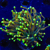 Indo Gold Torch Coral