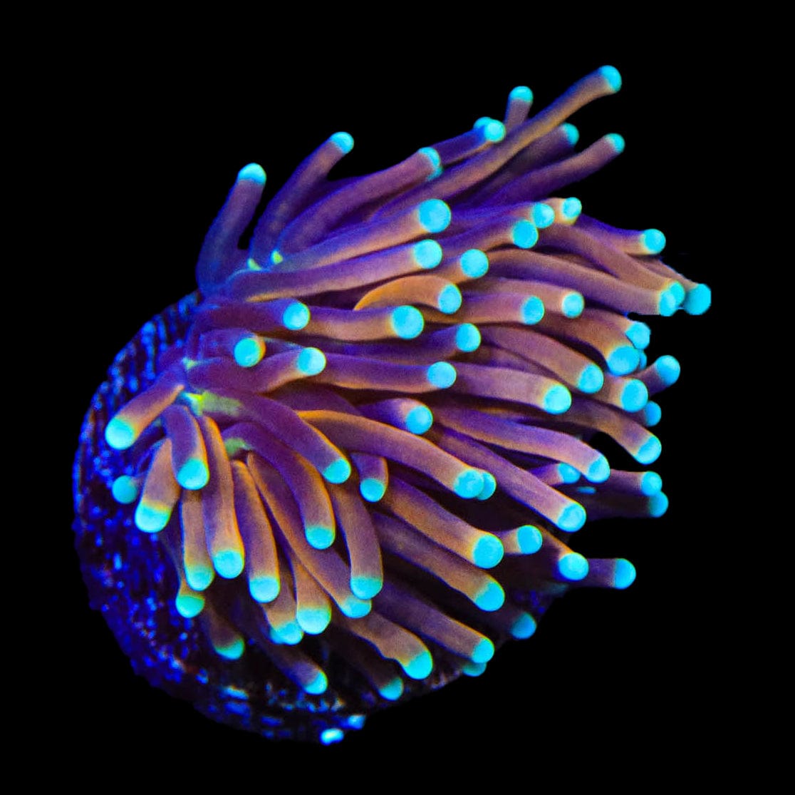 Indo Gold Torch Coral