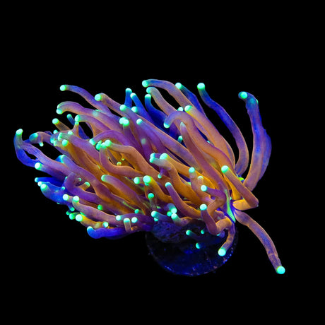 Indo Gold Torch Coral