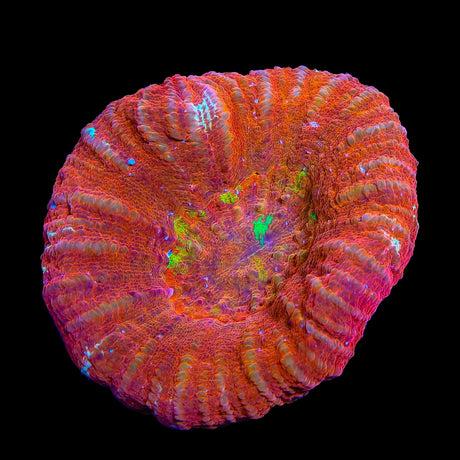 Inferno Scolymia Colony Coral