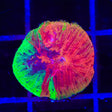 Insane Diablo Diaseris Plate Coral