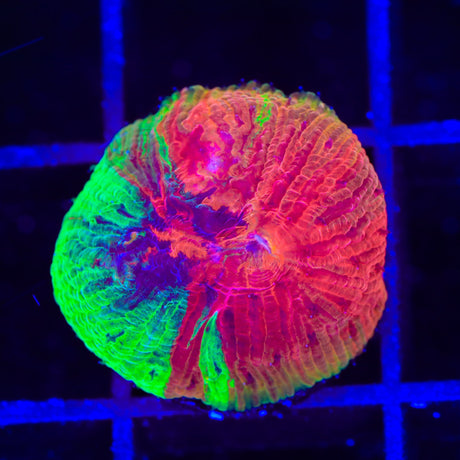 Insane Diablo Diaseris Plate Coral