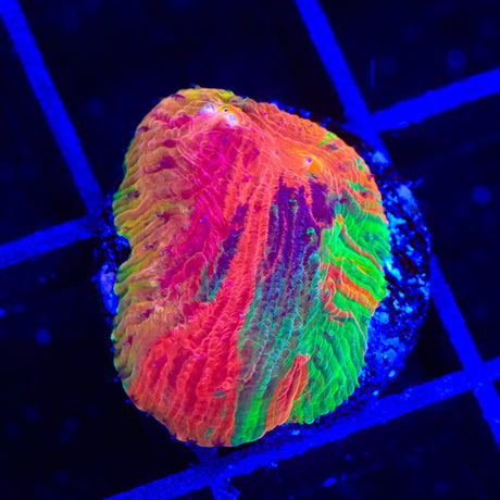 Insane Diablo Diaseris Plate Coral
