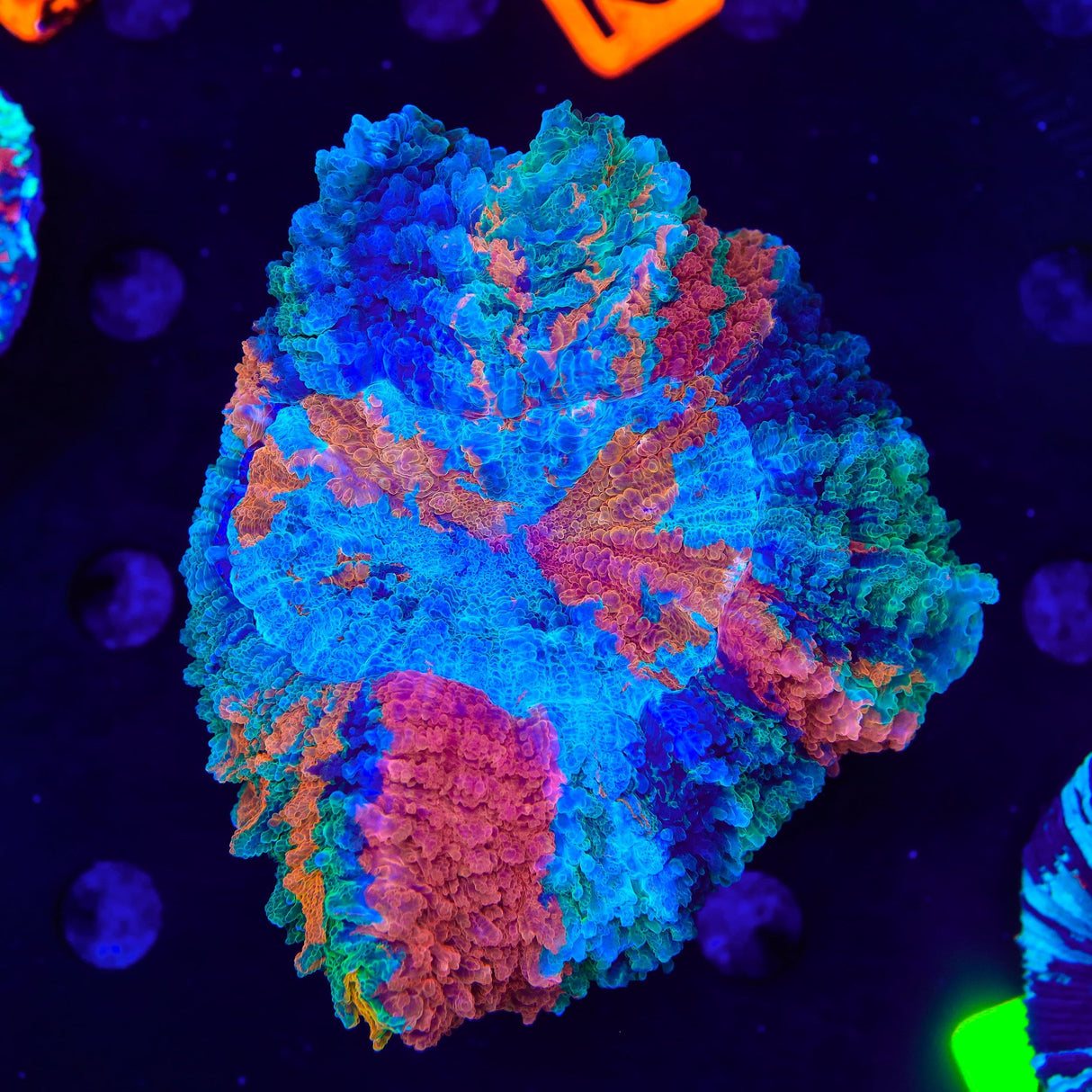 Insane Master Rainbow Acanthophyllia Coral