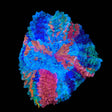 Insane Master Rainbow Acanthophyllia Coral
