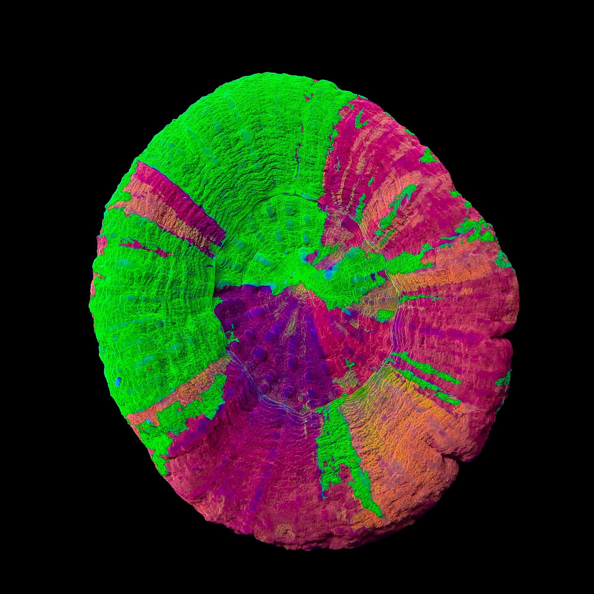 Insane Rainbow Scolymia Coral