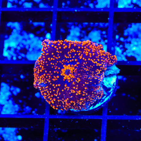 Intergalactic Mushroom Coral