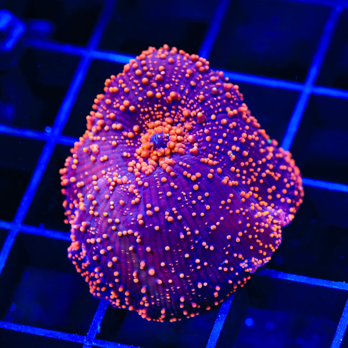 Intergalactic Mushroom Coral