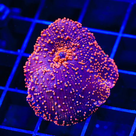 Intergalactic Mushroom Coral