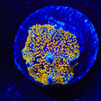 Interstellar Bounce Mushroom Coral