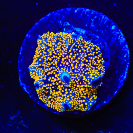 Interstellar Bounce Mushroom Coral