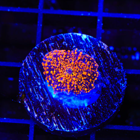 Interstellar Mushroom Coral