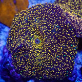 Interstellar Mushroom Coral