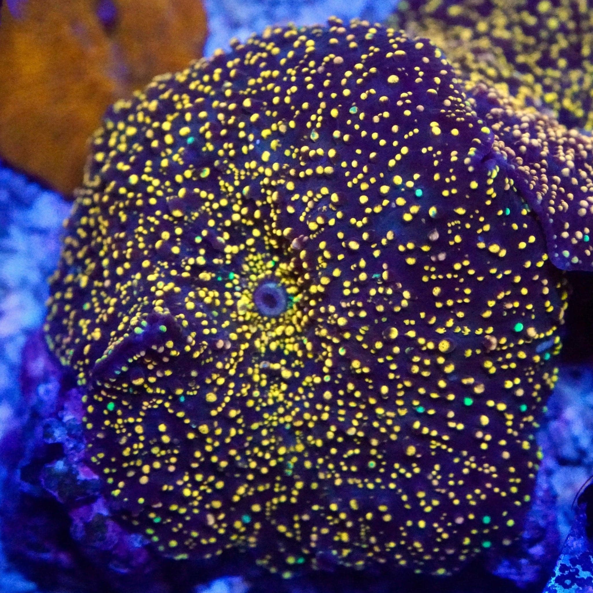Interstellar Mushroom Coral