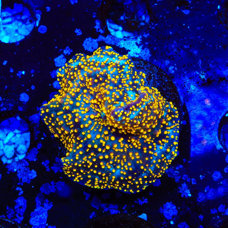 Interstellar Mushroom Coral