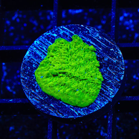 Jake Adams Crystal Experiment Montipora Coral