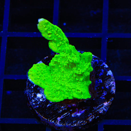 Jake Adams Crystal Experiment Montipora Coral