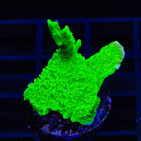 Jake Adams Crystal Experiment Montipora Coral