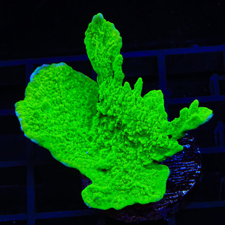 Jake Adams Crystal Experiment Montipora Coral