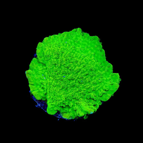 Jake Adams Crystal Experiment Montipora Coral