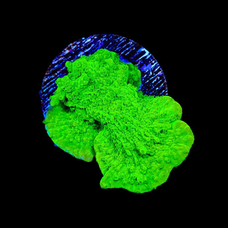 Jake Adams Crystal Experiment Montipora Coral
