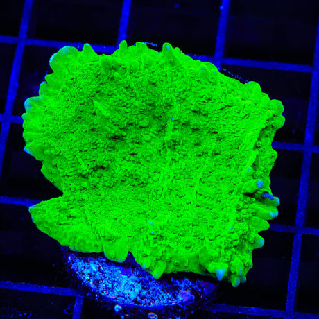Jake Adams Crystal Experiment Montipora Coral