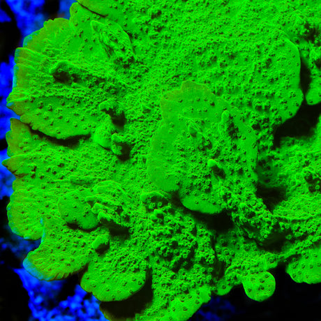 Jake Adams Crystal Experiment Montipora Coral