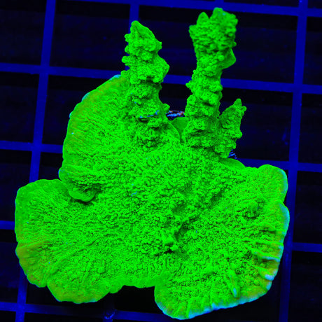 Jake Adams Crystal Experiment Montipora XL Frag Coral