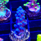 Jake Adams Immortal Tort Acropora Coral