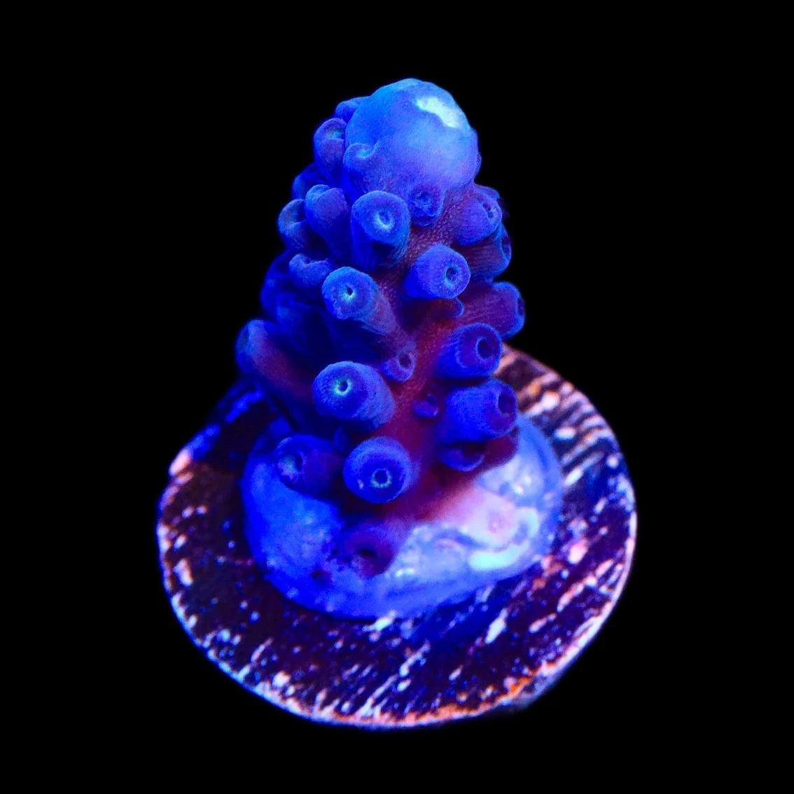 Jake Adams Immortal Tort Acropora Coral